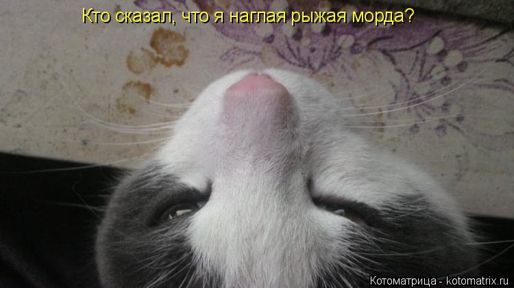 Кто сказал, что я наглая рыжая морда?... Котоматрица: Кто сказал, что я наглая рыжая морда?