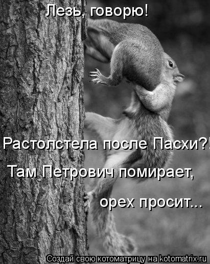 Лезь, говорю! Растолстела после Пасхи?! Там Петрович помирает, орех просит...... Котоматрица: Лезь, говорю! Растолстела после Пасхи?! Там Петрович помирает, орех просит...