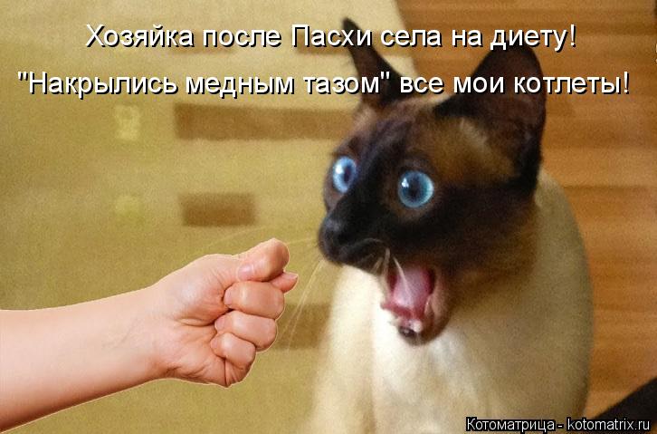 Хозяйка после Пасхи села на диету! "Накрылись медным тазом" все мои котлеты!... Котоматрица: Хозяйка после Пасхи села на диету! "Накрылись медным тазом" все мои котлеты!
