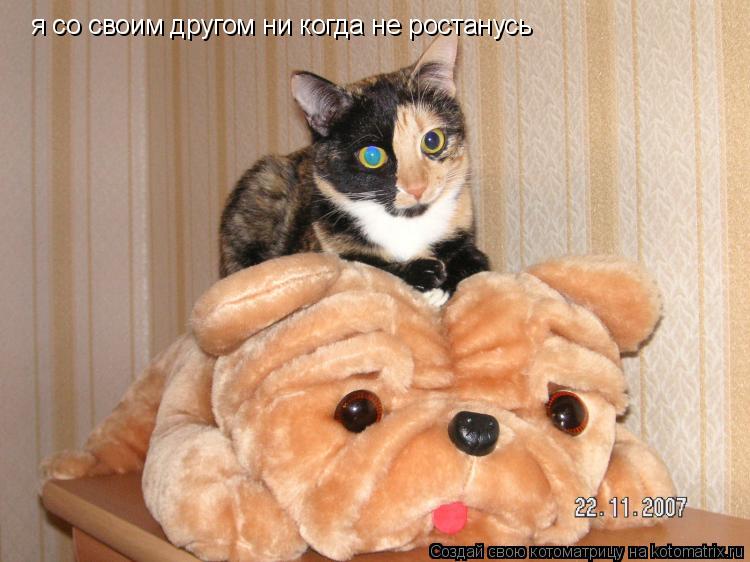 я со своим другом ни когда не ростанусь... Котоматрица: я со своим другом ни когда не ростанусь
