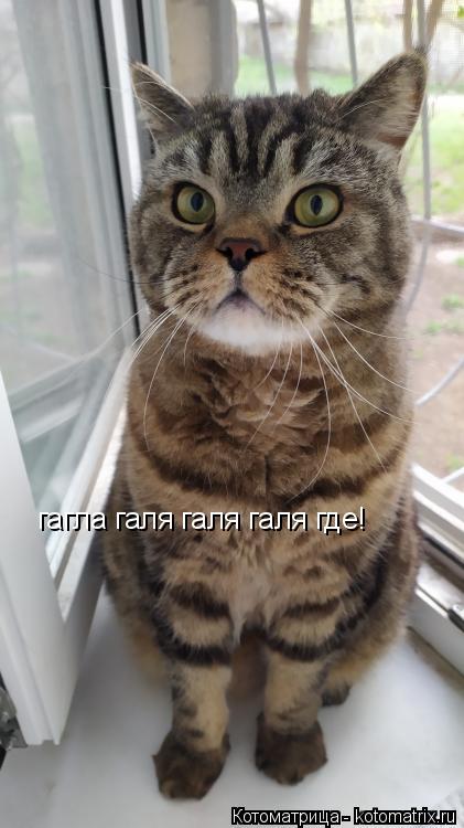 гагла галя галя галя где!... Котоматрица: гагла галя галя галя где!