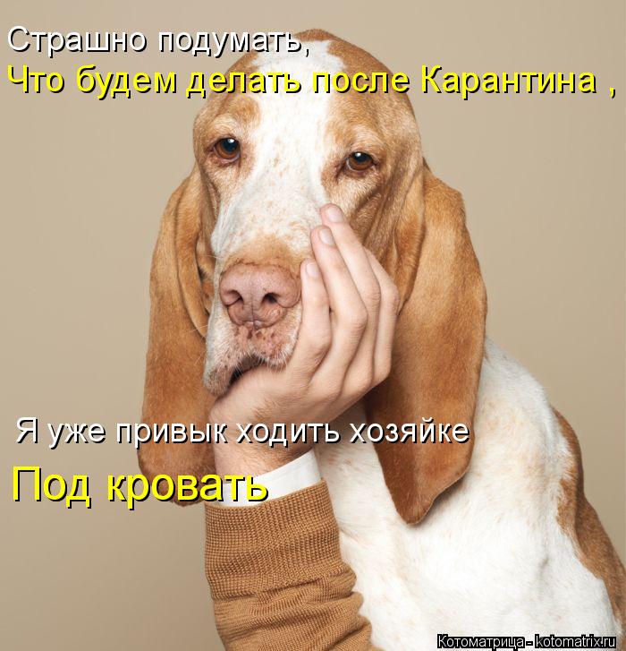 Под кровать Что будем делать после Карантина , Под кровать Я уже привык ходить хозяйке Страшно поду... Котоматрица: Под кровать Что будем делать после Карантина , Под кровать Я уже привык ходить хозяйке Страшно подумать,