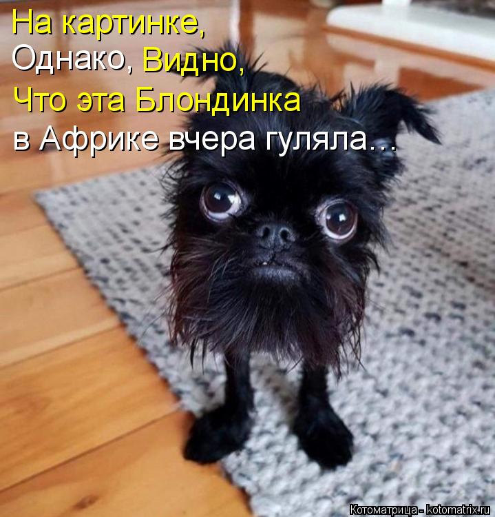 На картинке, Однако, Видно, Что эта Блондинка в Африке вчера гуляла…... Котоматрица: На картинке, Однако, Видно, Что эта Блондинка в Африке вчера гуляла…