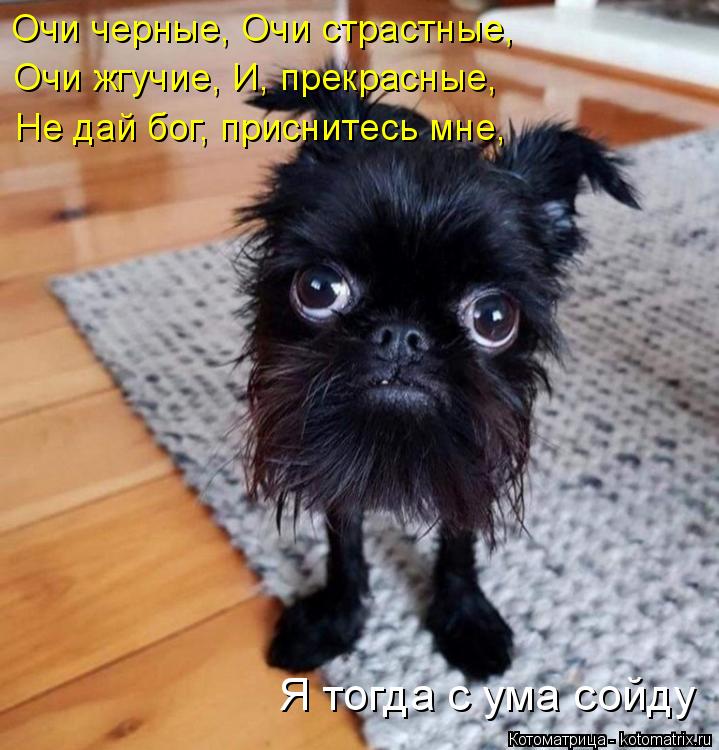 Очи черные, Очи страстные, Очи жгучие, И, прекрасные, Не дай бог, приснитесь мне, Я тогда с ума сойд... Котоматрица: Очи черные, Очи страстные, Очи жгучие, И, прекрасные, Не дай бог, приснитесь мне, Я тогда с ума сойду