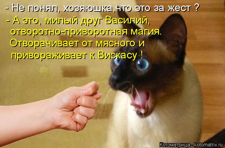 - Не понял, хозяюшка,что это за жест ? отворотно-приворотная магия. Отворачивает от мясного и привора... Котоматрица: - Не понял, хозяюшка,что это за жест ? отворотно-приворотная магия. Отворачивает от мясного и привораживает к Вискасу ! - А это, милый друг Вас?