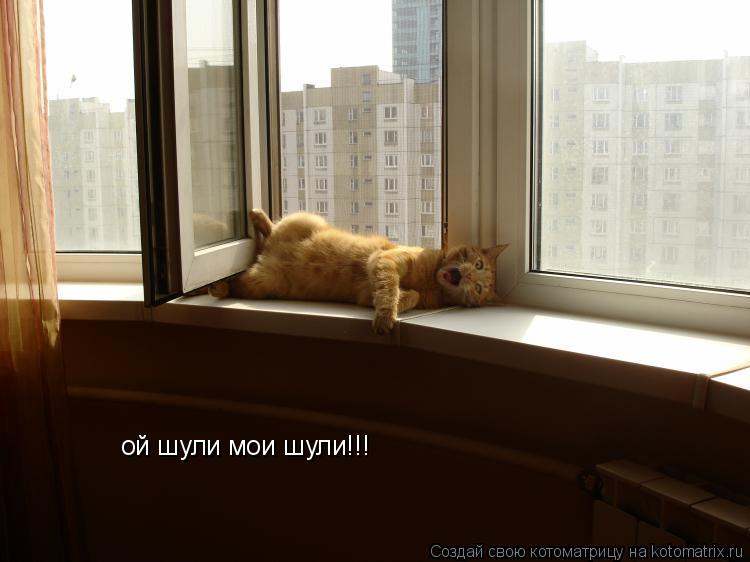 ой шули мои шули!!!... Котоматрица: ой шули мои шули!!!
