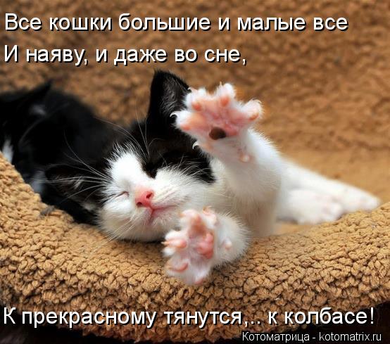 Котоматрица: Все кошки большие и малые все И наяву, и даже во сне, К прекрасному тянутся,.. к колбасе!
