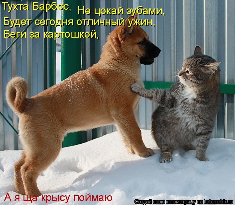 А я ща крысу поймаю Тухта Барбос, Не цокай зубами, Будет сегодня отличный ужин, Беги за картошкой,... Котоматрица: А я ща крысу поймаю Тухта Барбос, Не цокай зубами, Будет сегодня отличный ужин, Беги за картошкой,