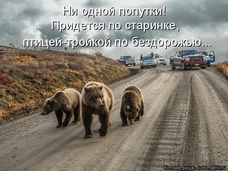 Ни одной попутки! Придется по старинке, птицей-тройкой по бездорожью...... Котоматрица: Ни одной попутки! Придется по старинке, птицей-тройкой по бездорожью...