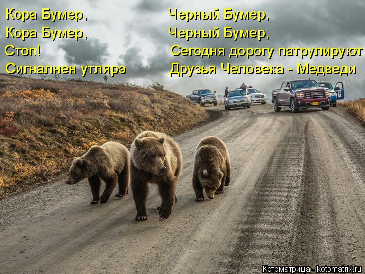 Кора Бумер, Черный Бумер, Кора Бумер, Черный Бумер, Стоп! ... Котоматрица: Кора Бумер, Черный Бумер, Кора Бумер, Черный Бумер, Стоп! Сегодня дорогу патрулируют Сигналнен утлярэ