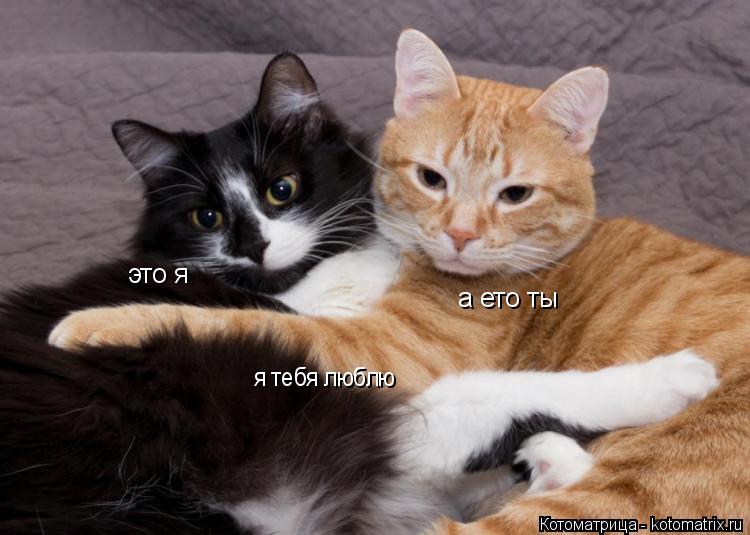 это я а ето ты я тебя люблю... Котоматрица: это я а ето ты я тебя люблю
