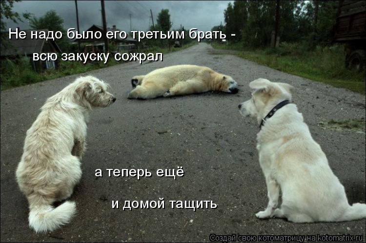 Не надо было его третьим брать - всю закуску сожрал а теперь ещё и домой тащить... Котоматрица: Не надо было его третьим брать - всю закуску сожрал а теперь ещё и домой тащить