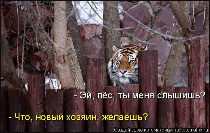 - Эй, пёс, ты меня слышишь? - Что, новый хозяин, желаешь?... Котоматрица: - Эй, пёс, ты меня слышишь? - Что, новый хозяин, желаешь?