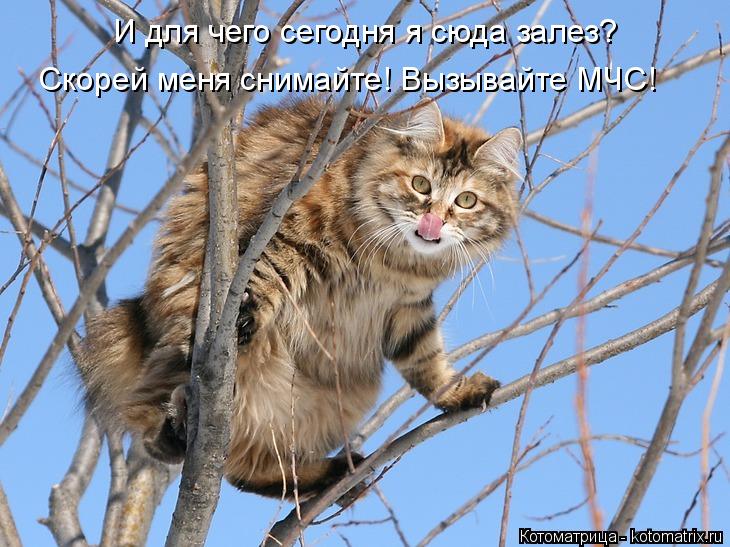 И для чего сегодня я сюда залез? Скорей меня снимайте! Вызывайте МЧС!... Котоматрица: И для чего сегодня я сюда залез? Скорей меня снимайте! Вызывайте МЧС!