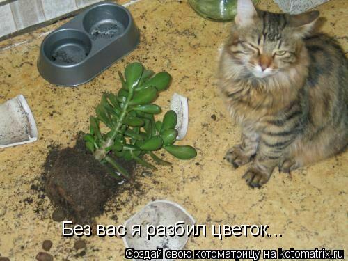 Без вас я разбил цветок...... Котоматрица: Без вас я разбил цветок...