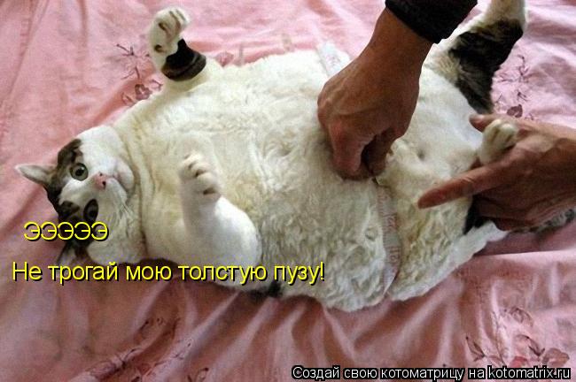 ЭЭЭЭЭ Не трогай мою толстую пузу!... Котоматрица: ЭЭЭЭЭ Не трогай мою толстую пузу!