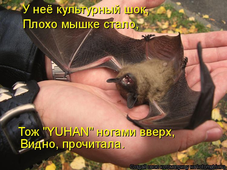 У неё культурный шок, Тож "YUHAN" ногами вверх, Видно, прочитала. Плохо мышке стало,... Котоматрица: У неё культурный шок, Тож "YUHAN" ногами вверх, Видно, прочитала. Плохо мышке стало,