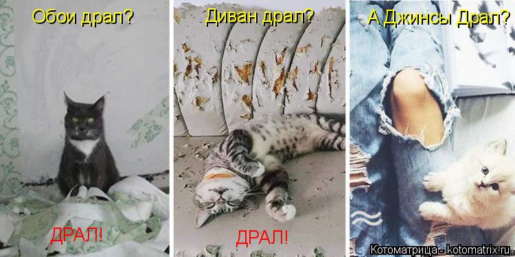 Обои драл? ДРАЛ! Диван драл? ДРАЛ! А Джинсы Драл?... Котоматрица: Обои драл? ДРАЛ! Диван драл? ДРАЛ! А Джинсы Драл?