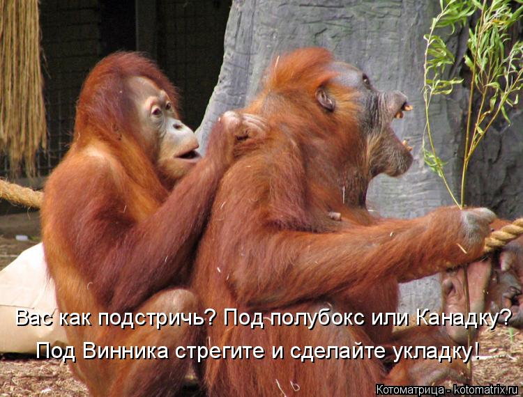 Вас как подстричь? Под полубокс или Канадку? Под Винника стрегите и сделайте укладку!... Котоматрица: Вас как подстричь? Под полубокс или Канадку? Под Винника стрегите и сделайте укладку!