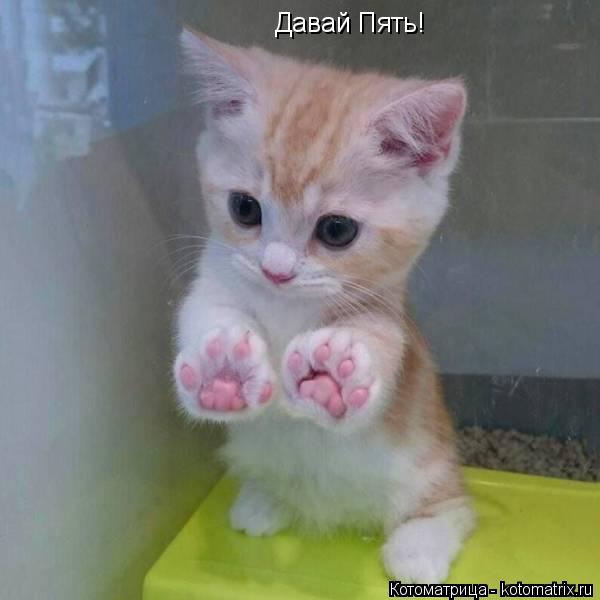 Давай Пять!... Котоматрица: Давай Пять!