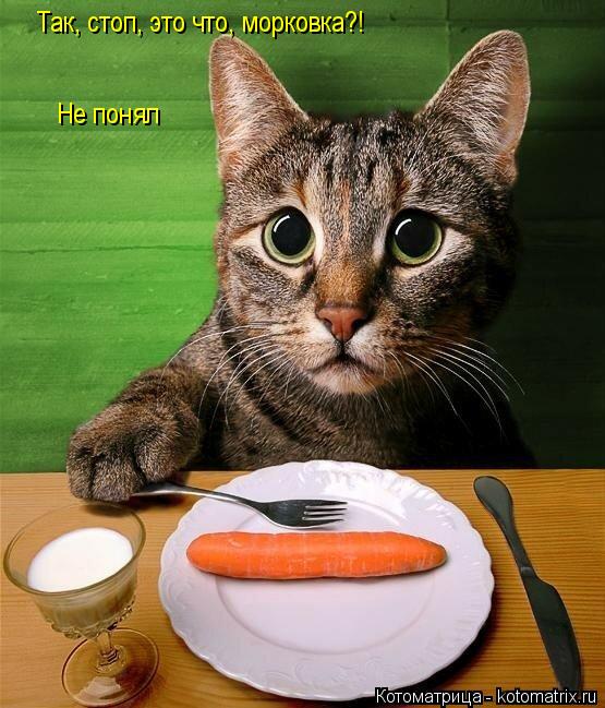 Так, стоп, это что, морковка?! Не понял... Котоматрица: Так, стоп, это что, морковка?! Не понял