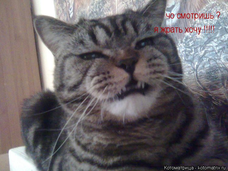 чо смотришь ? я жрать хочу !!!!!... Котоматрица: чо смотришь ? я жрать хочу !!!!!