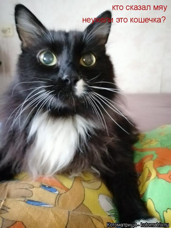 Котоматрица: кто сказал мяу неужели это кошечка?
