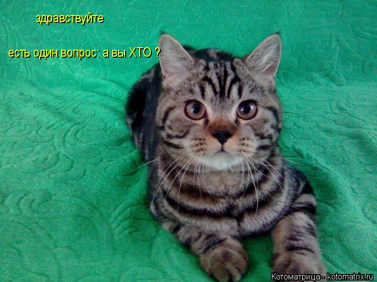 Котоматрица: здравствуйте есть один вопрос: а вы ХТО ?