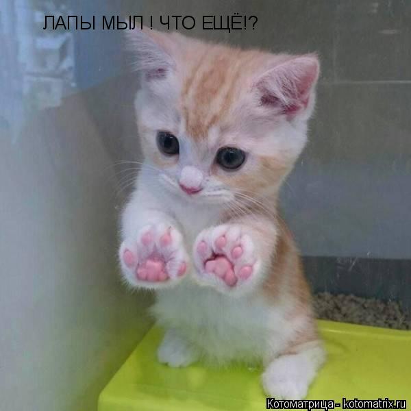 Котоматрица: ЛАПЫ МЫЛ ! ЧТО ЕЩЁ!?