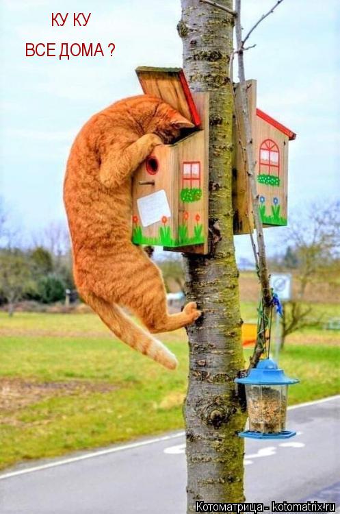 Котоматрица: КУ КУ ВСЕ ДОМА ?