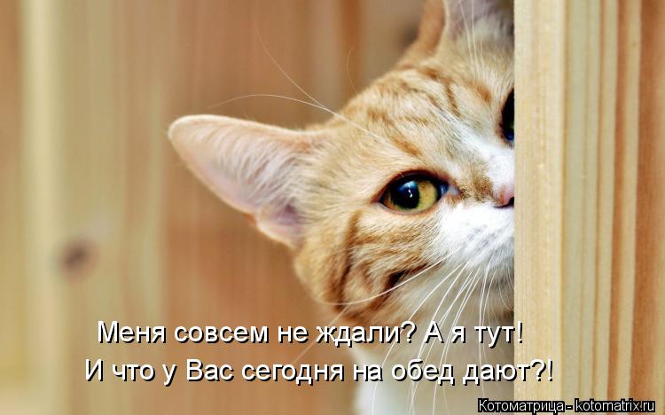 И что у Вас сегодня на обед дают?! Меня совсем не ждали? А я тут!... Котоматрица: И что у Вас сегодня на обед дают?! Меня совсем не ждали? А я тут!