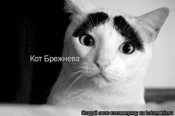 Кот Брежнева... Котоматрица: Кот Брежнева
