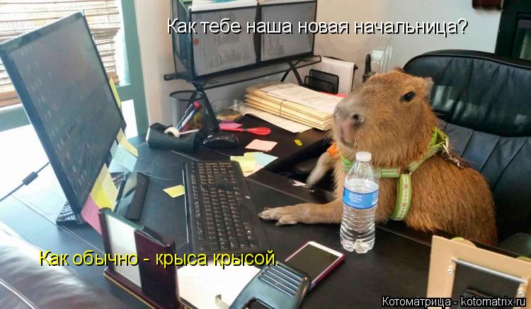 Котоматрица: Как тебе наша новая начальница? Как обычно - крыса крысой.