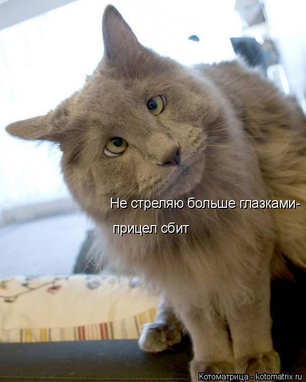 Котоматрица: Не стреляю больше глазками- прицел сбит
