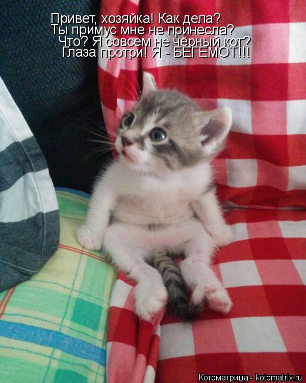 Котоматрица: Привет, хозяйка! Как дела?  Ты примус мне не принесла?  Что? Я совсем не чёрный кот?  Глаза протри! Я - БЕГЕМОТ!!!