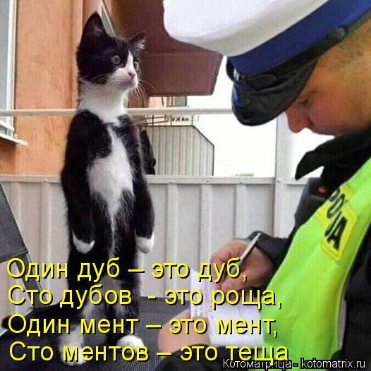 Котоматрица: Сто ментов – это теща Один мент – это мент, Сто дубов  - это роща, Один дуб – это дуб,
