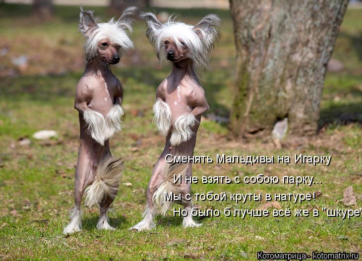 Котоматрица: Сменять Мальдивы на Игарку И не взять с собою парку...  Мы с тобой круты в натуре!  Но было б лучше всё же в "шкуре".