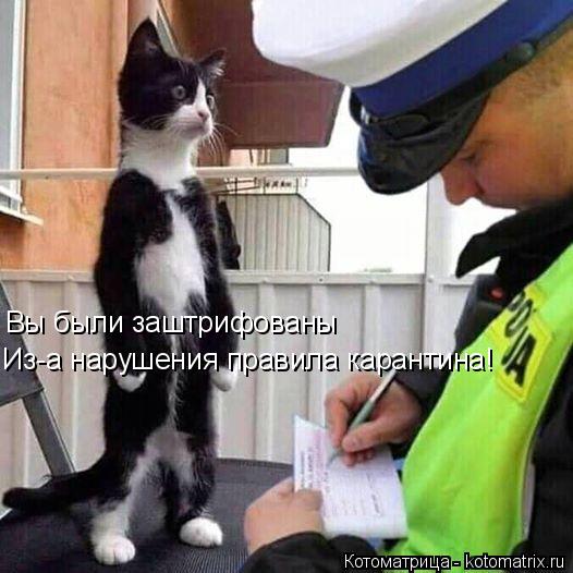Котоматрица: Вы были заштрифованы Из-а нарушения правила карантина!