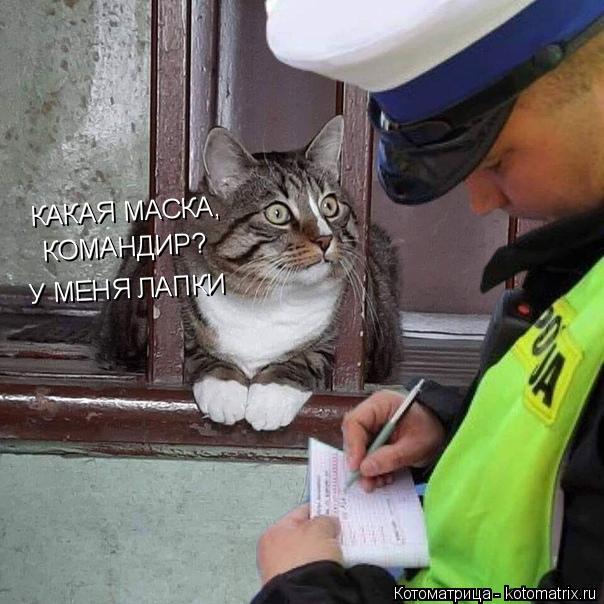 Котоматрица: КАКАЯ МАСКА, КОМАНДИР? У МЕНЯ ЛАПКИ