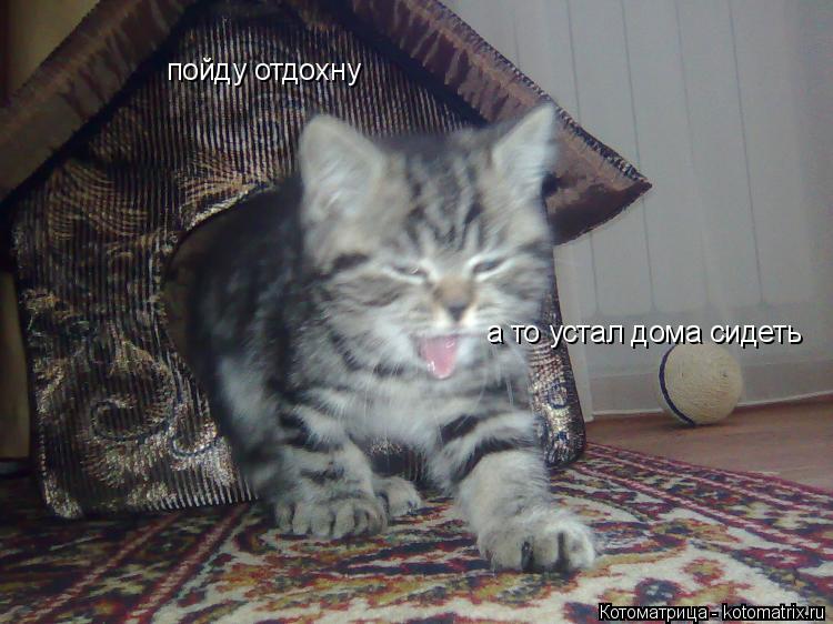 Котоматрица: пойду отдохну а то устал дома сидеть