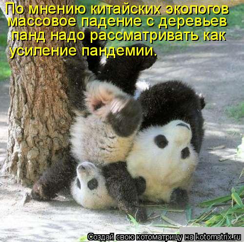 Котоматрица: По мнению китайских экологов  массовое падение с деревьев  панд надо рассматривать как  усиление пандемии.