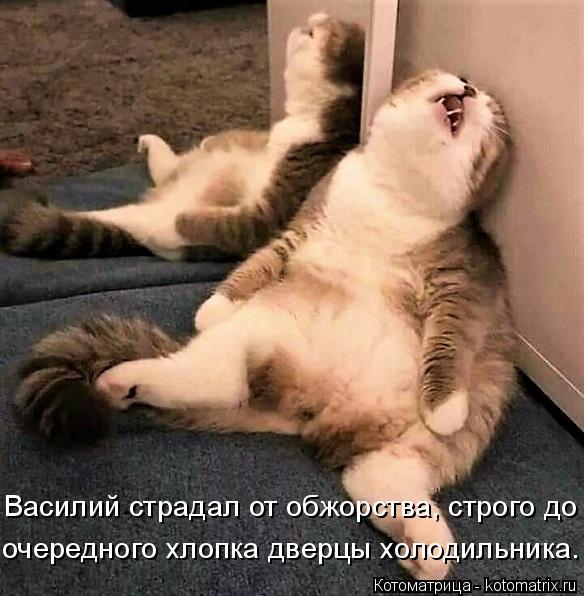 Котоматрица: очередного хлопка дверцы холодильника.  Василий страдал от обжорства, строго до