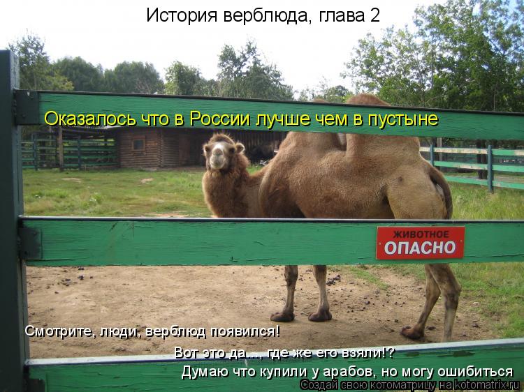 Котоматрица: История верблюда, глава 2 Оказалось что в России лучше чем в пустыне Смотрите, люди, верблюд появился! Вот это да..., где же его взяли!? Думаю чт