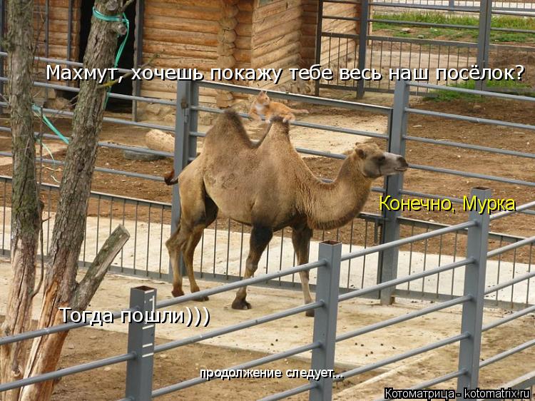 Котоматрица: Махмут, хочешь покажу тебе весь наш посёлок? Конечно, Мурка Тогда пошли))) продолжение следует...