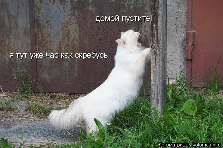 Котоматрица: домой пустите! я тут уже час как скребусь