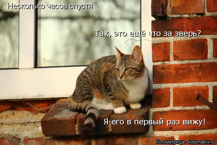 Котоматрица: Несколько часов спустя Так, это ещё что за зверь? Я его в первый раз вижу!