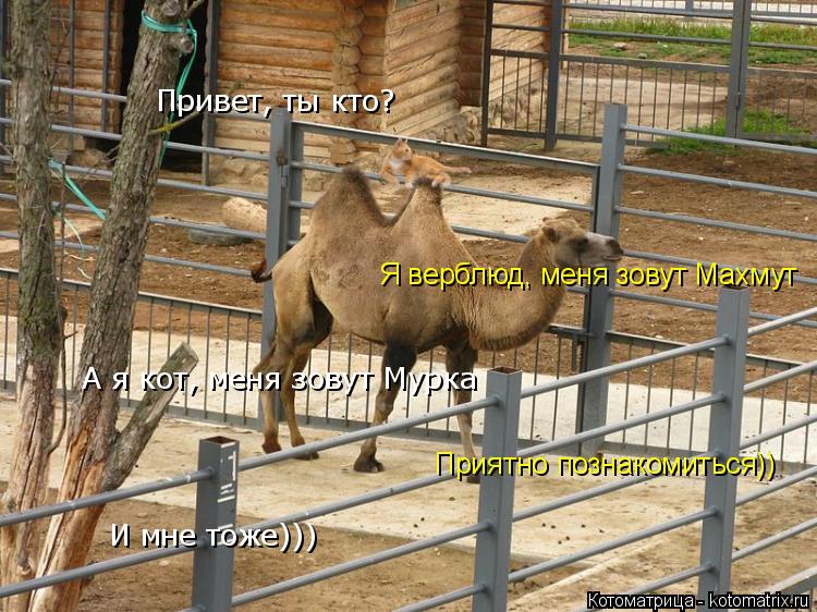 Котоматрица: Привет, ты кто? Я верблюд, меня зовут Махмут А я кот, меня зовут Мурка Приятно познакомиться)) И мне тоже)))