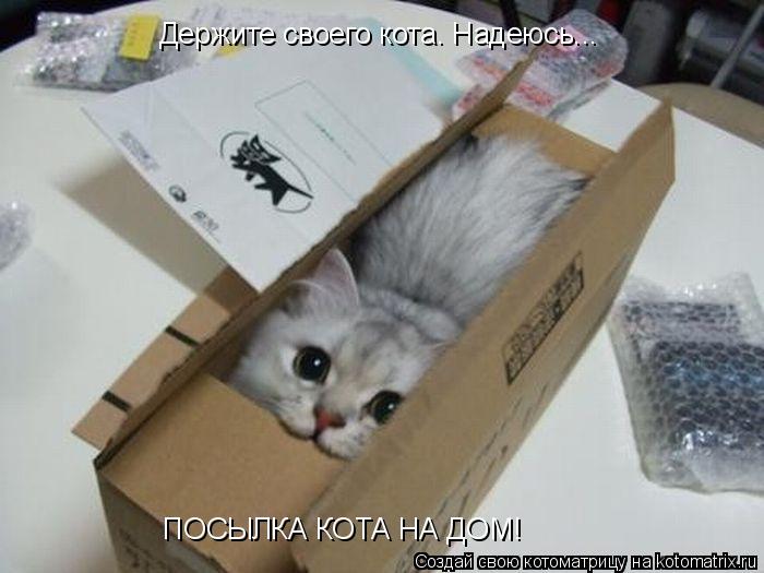 Котоматрица: Держите своего кота. Надеюсь... ПОСЫЛКА КОТА НА ДОМ!