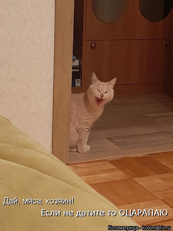 Котоматрица: Если не датите то ОЦАРАПАЮ Дай, мяса, хозяин!