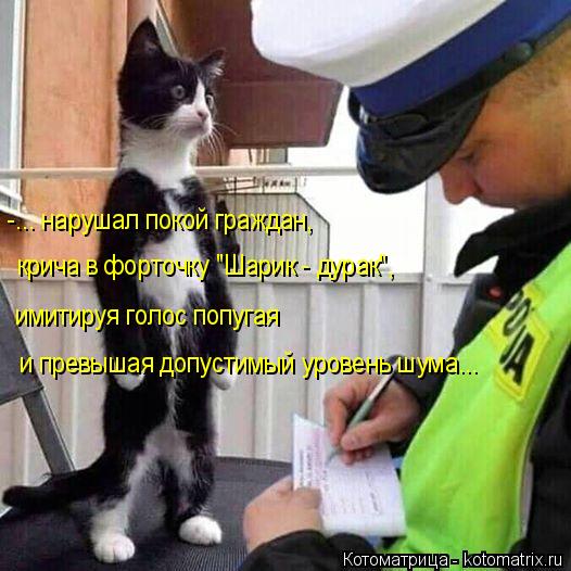 Котоматрица: -... нарушал покой граждан,  крича в форточку "Шарик - дурак",  имитируя голос попугая и превышая допустимый уровень шума...